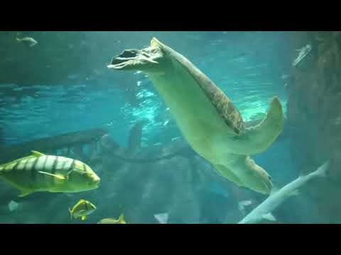 Видео: На зиму в Абхазию, день 105, часть 2. Океанариум, Адлер. Подводное шоу, море и закат