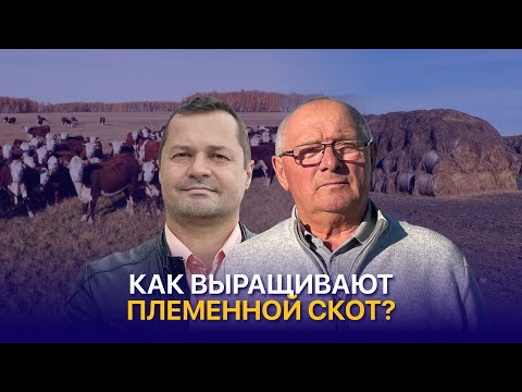 Видео: Материнский инстинкт акбасов, рацион и содержание скота в ТОО Агросевер