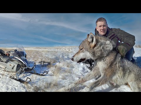 Видео: По следу МАТЕРОГО ВОЛКА.охота на волков!(часть 2)wolf hunting