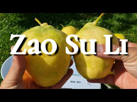 Видео: Груша Zao Su Li