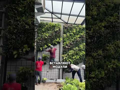 Видео: Смотри, как построить вертикальный сад и сделать на этом бизнес.#агро #огород #сад #фермер #цветы