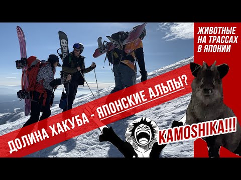 Видео: Горнолыжная Япония: долина Хакуба. Фрирайд, цены, лайфхаки, сноубординг и при чем тут австралийцы