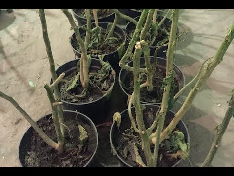 Видео: Бругмансия зимой и другие растения в подвале.