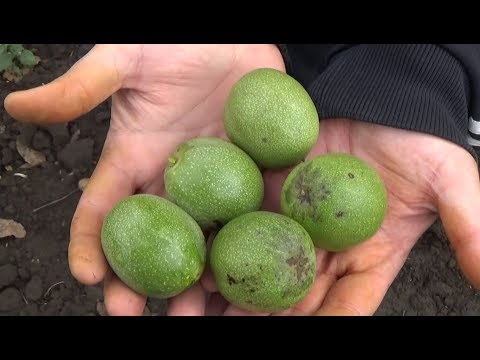 Видео: Промышленное производство саженцев грецкого ореха