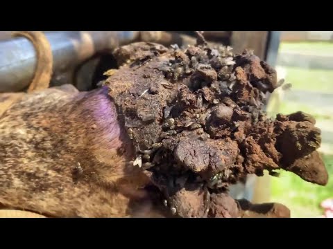 Видео: Этот бык потерялся... 2