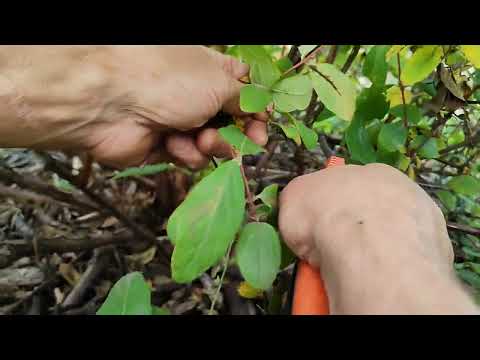 Видео: Обрезка куста жимолости сорта Аврора на большой урожай и крупную ягоду.