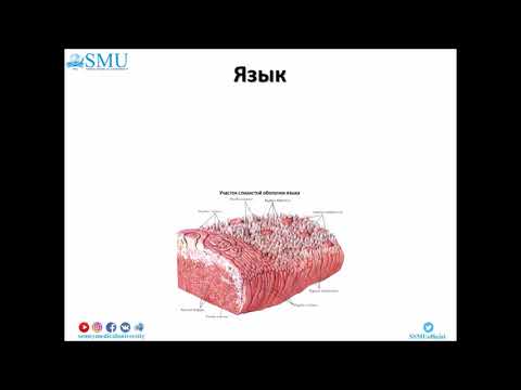 Видео: Лекция Гистология пищеварительной системы 1