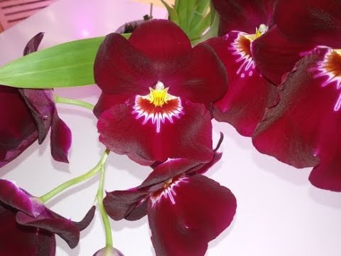 Видео: Мильтониопсис - цветение и рекомендации по выращиванию от Лены Шиловой и мой кот в мешке