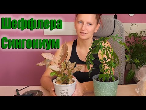 Видео: Шеффлера и сингониум. Пересадка растений.