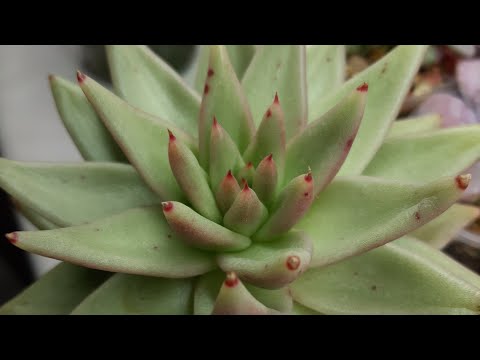 Видео: Агавовидные Эхеверии. Agave Echeveria