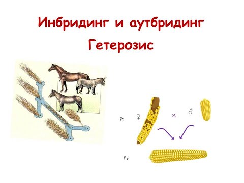Видео: Инбридинг и аутбридинг. Гетерозис.