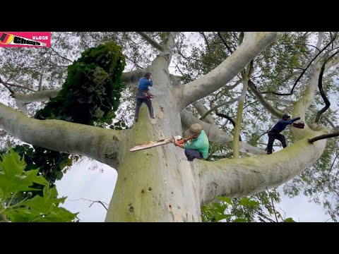 Видео: Спиливание гигантского эвкалипта на горе Ламдонг посреди кофейного леса. Одна ошибка — и всё конч...
