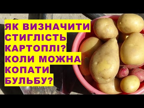 Видео: Як визначити стиглість картоплі? Коли можна копати бульбу?