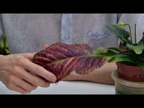 Видео: Красные, бордовые, пурпурные листья. Флавоноиды.