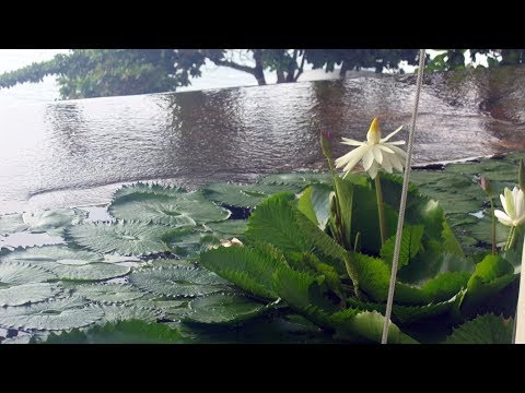 Видео: Подготавливаю лотос к зимовке/ Выращивание лотоса из семян/ Часть 5/6