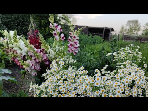 Видео: Обзор моих цветов,что наросло что цветет