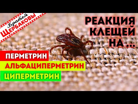 Видео: Реакция клещей на АЛЬФАЦИПЕРМЕТРИН, ПЕРМЕТРИН и ЦИПЕРМЕТРИН. Тест на выживание