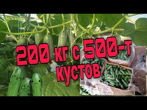 Видео: Сколько огурцов можно собрать с 500 кустов?