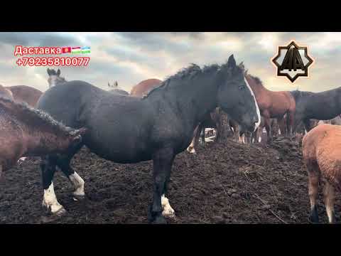 Видео: Г Абакан 2025 йил Қулун Тойлар Савдоси Авжида ДИЛМУРАД ХОЖИ 01.11.2025 йил