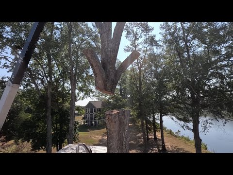 Видео: Удаление гигантского засохшего дуба с помощью крана