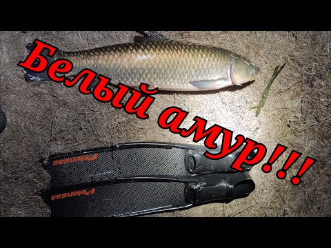 Видео: Сколько весит БЕЛЫЙ АМУР с Курской пропиской??? Трофей!!!