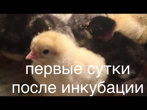 Видео: Уход за цыплятами после инкубатора/ Кормление, поение пушистиков