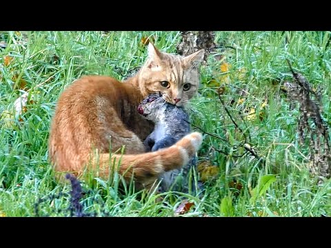 Видео: ОХОТА НА БЕЛКУ с WEIHRAUCH HW100 в начале зимы