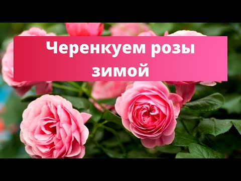 Видео: КАК ЧЕРЕНКОВАТЬ КОМНАТНУЮ РОЗУ ЗИМОЙ. 100% укоренение!