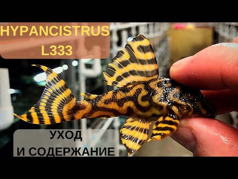 Видео: Hypancistrus L333(Гипанциструс Л333) содержание и уход. Как правильно создать семью с Л333?