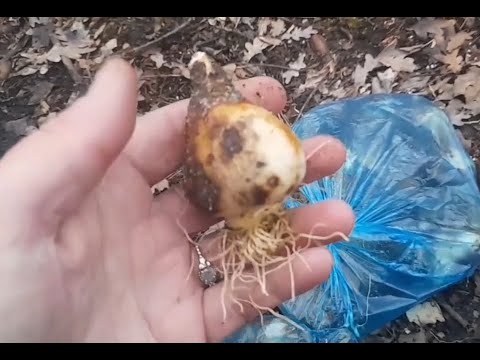 Видео: Луковицы тюльпанов после выгонки. Стоит ли покупать? Что с ними делать?