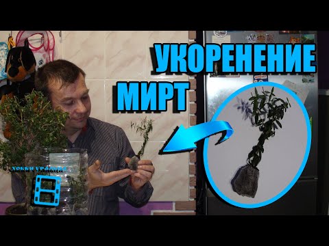 Видео: РАЗМНОЖЕНИЕ МИРТА ЧАСТЬ 1. МИРТ ЧЕРЕНКОВАНИЕ В ТОРФЯНЫХ ТАБЛЕТКАХ. ЭКЗОТИКА НА ПОДОКОННИКЕ
