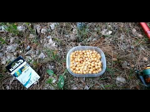 Видео: На любимый остров. Рыбалка на горох. Неман раздаёт.