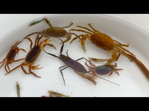 Видео: Сбор рыбы, водных насекомых, крабов и гольцов в красивых реках Японии.