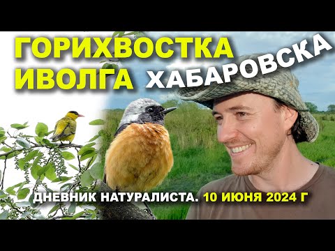 Видео: Сибирская горихвостка и хвост китайской иволги. Хабаровск. 10.06.2024