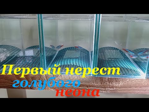 Видео: Голубой неон разведение Первый нерест голубого неона