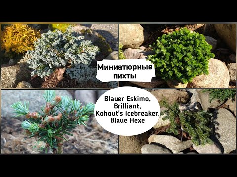 Видео: Миниатюрные пихты. Blauer Eskimo, Kohout's Icebreaker, Blaue Hexe, Brilliant.