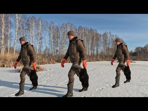 Видео: Охота на Бобра!!! Поймал и мы его Съели.