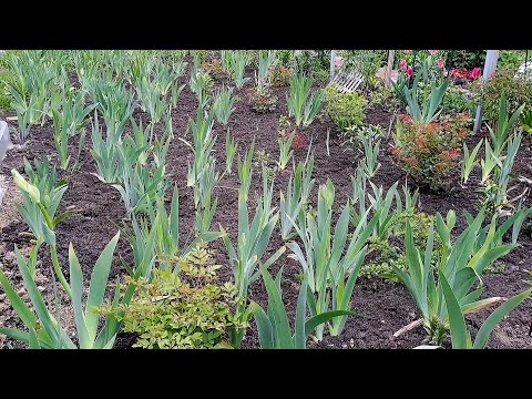 Видео: ОБРАБОТКА ИРИСОВ ОТ БОЛЕЗНЕЙ. ГНИЮТ БУТОНЫ. АТАКУЕТ ИРИСОВАЯ МУХА.