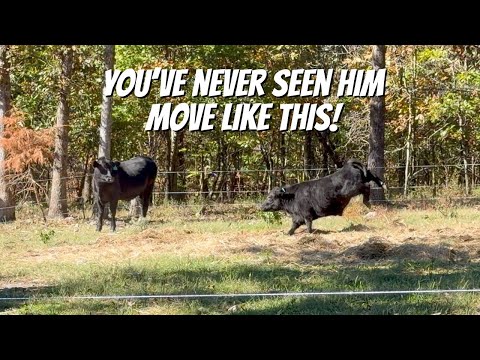 Видео: Жизнь на ферме: забавные и случайные моменты с животными!