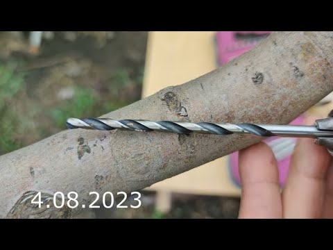 Видео: прививка дерева дрелью // grafting a tree with a drill