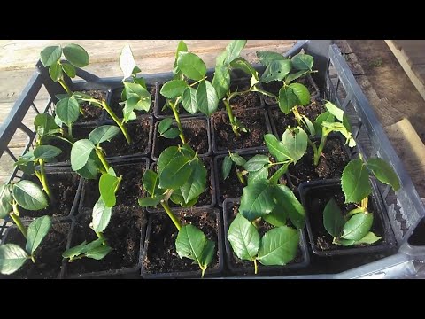 Видео: 5 причин неудачного черенкования роз