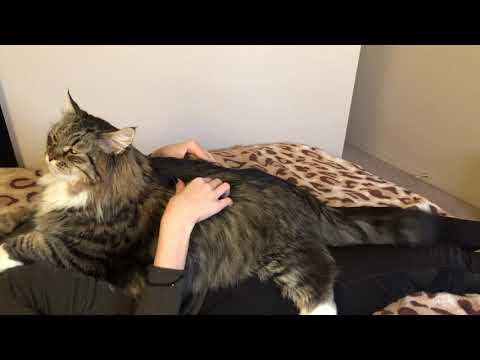 Видео: Отдых НА хозяйке) Огромный  Сибирский кот Уссури.