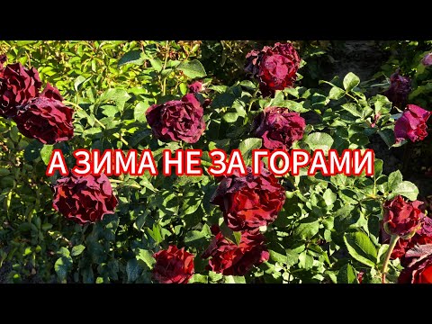 Видео: Подготовка роз к укрытию