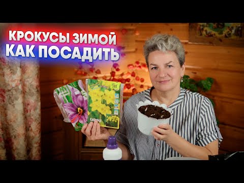 Видео: Крокусы зимой   как посадить