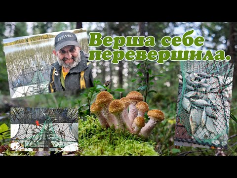 Видео: Верша себе перевершила, на зароблені від збору ягід купив мотор на пліт, відро риби.