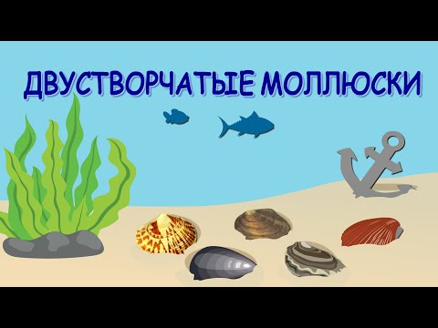 Видео: Чудеса морей: двустворчатые моллюски | Познавательное видео | Удивительный мир беспозвоночных