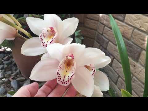 Видео: Вся Правда про Цимбидиумы/Двухлистные Катлеи. Сливовый Леопард.