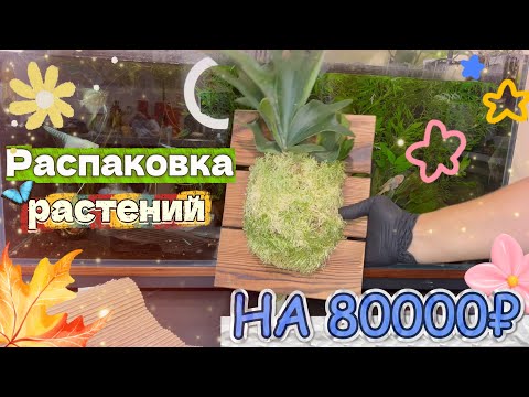 Видео: Распаковка новинок комнатных растений: Сциндапсусы, Папоротники, Антуриумйы, Хойи.