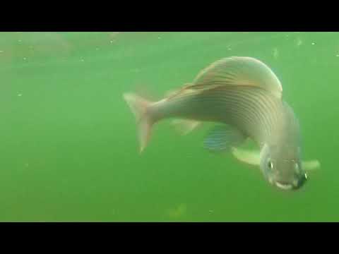 Видео: Наборы свич Кола  Салмон