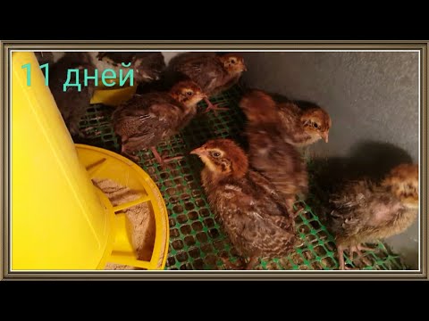 Видео: Перепелята с 11 - 20 день (2 ЧАСТЬ). Содержание перепелят: свет, корм, темпераура. Ежедневная съёмка